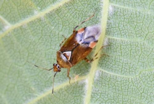 Réf. 209 836 : Deraeocoris flavilinea