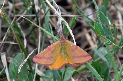 Réf. 209 339 : Lythria purpuraria