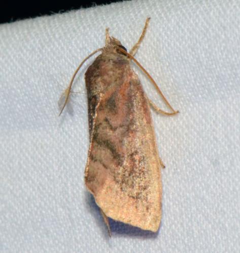 Réf. 209 537 : Cosmia pyralina