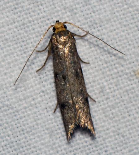 Réf. 209 538 : Pseudatemelia sp.
