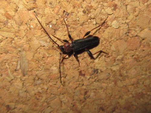 Phymatodes testaceus