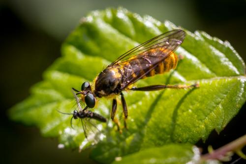 Choerades fimbriata