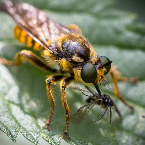 Réf. 209 282 : Choerades fimbriata