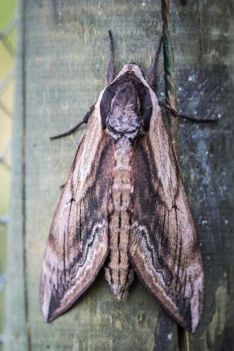 Réf. 209 576 : Sphinx ligustri