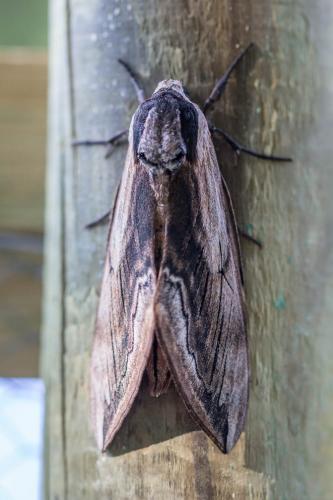 Réf. 209 575 : Sphinx ligustri