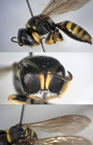 Ectemnius lituratus