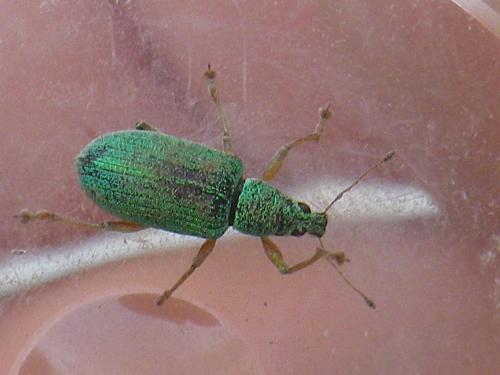 Polydrusus formosus