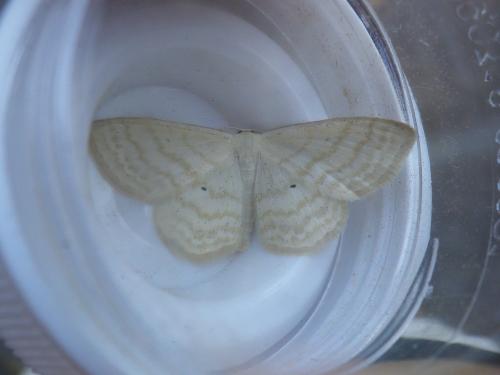 Réf. 209 386 : Scopula immutata