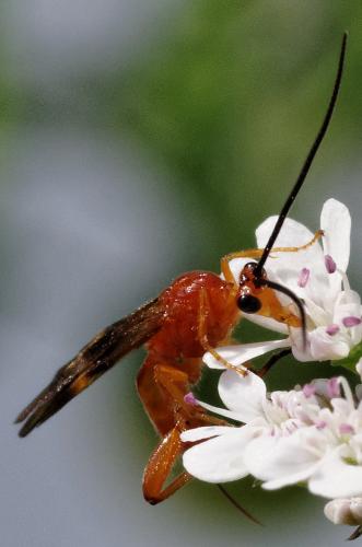 Réf. 209 378 : Cremnops desertor