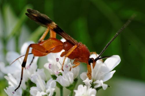 Réf. 209 377 : Cremnops desertor
