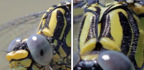 Onychogomphus uncatus