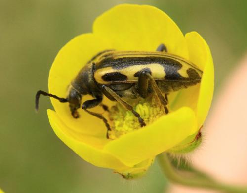 Brachyta interrogationis