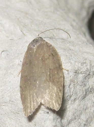 Acleris sp.