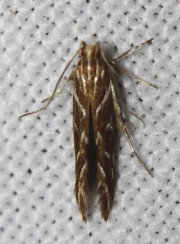 Pyroderces argyrogrammos