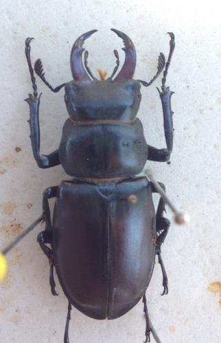 Lucanus cervus