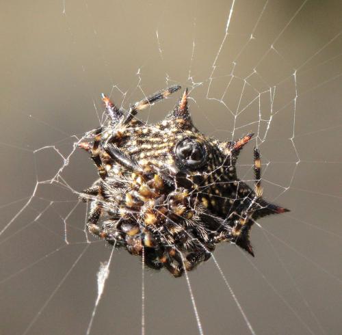 Gasteracantha cancriformis