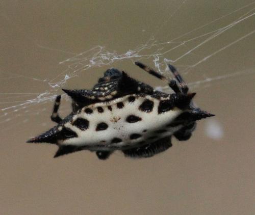 Gasteracantha cancriformis
