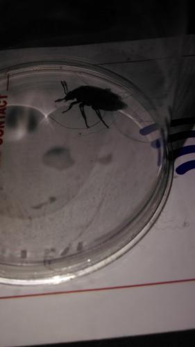 Nicrophorus sp.