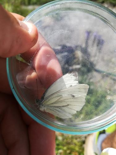 Réf. 209 420 : Pieris sp.
