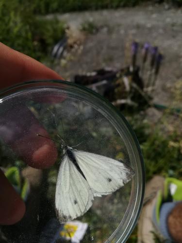 Réf. 209 421 : Pieris sp.