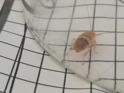 Planuncus vinzi