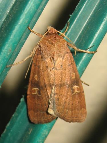 Réf. 209 402 : Xestia xanthographa