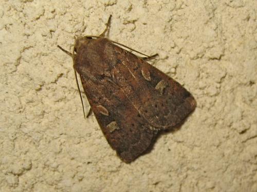Réf. 209 501 : Xestia xanthographa