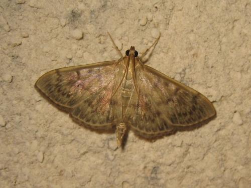 Réf. 209 499 : Pleuroptya ruralis