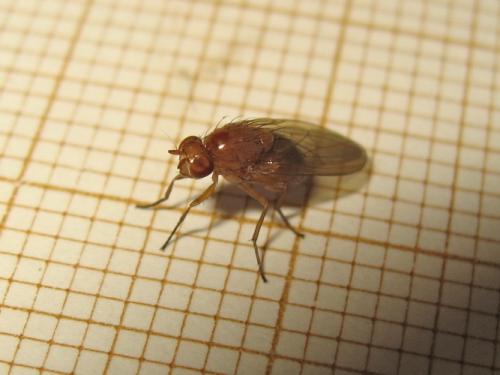 Minettia sp.