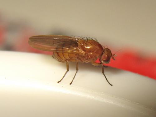 Minettia sp.