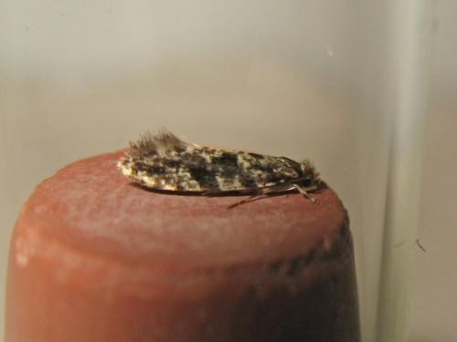 Réf. 209 403 : Nemapogon granella
