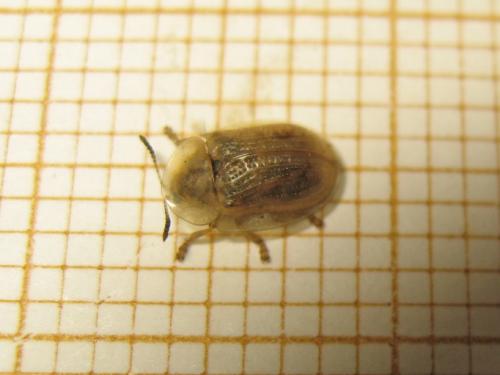 Cassida flaveola