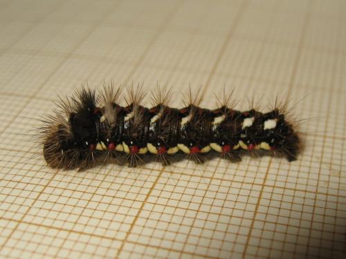 Acronicta rumicis