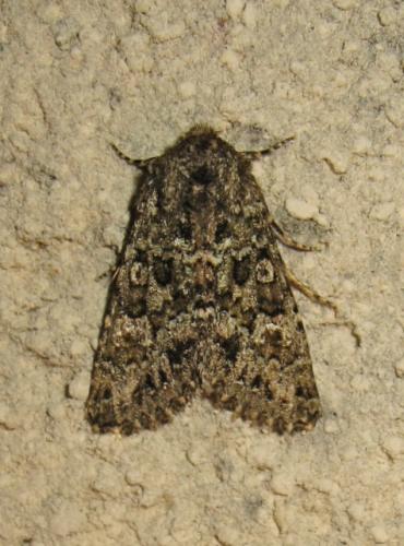 Polymixis lichenea