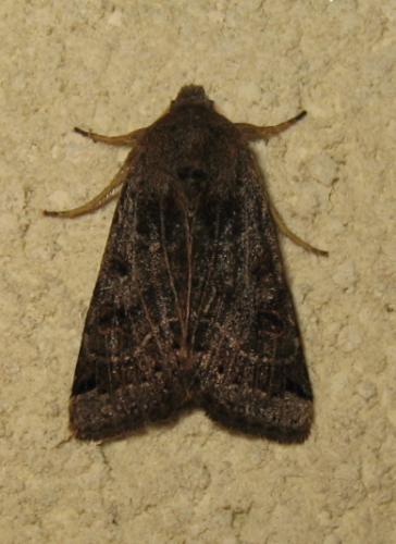 Agrochola lunosa