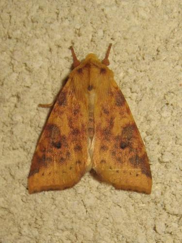 Réf. 209 289 : Xanthia icteritia