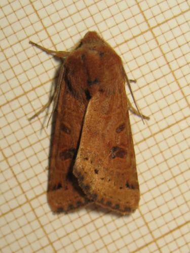Agrochola lunosa
