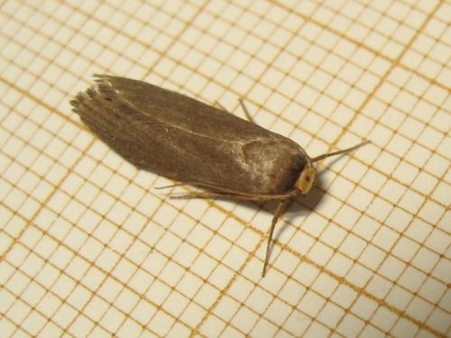 Achroia grisella