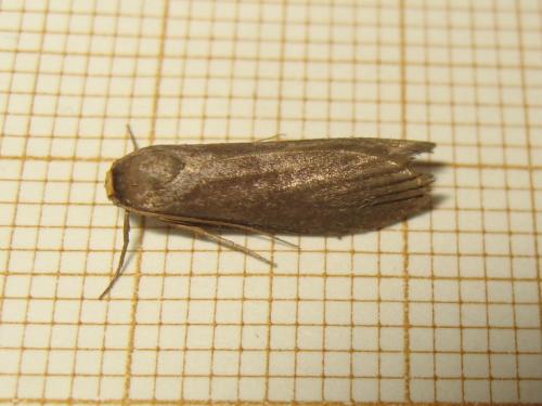 Réf. 209 962 : Achroia grisella