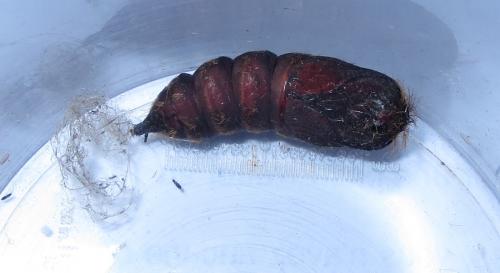 Lymantria dispar