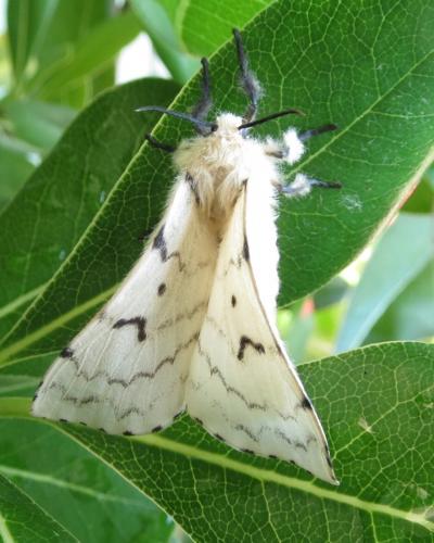 Lymantria dispar