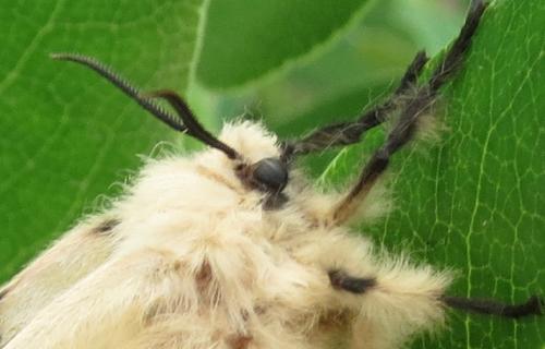 Lymantria dispar