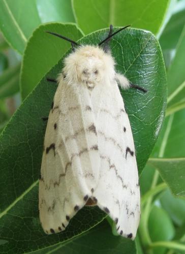 Réf. 209 089 : Lymantria dispar