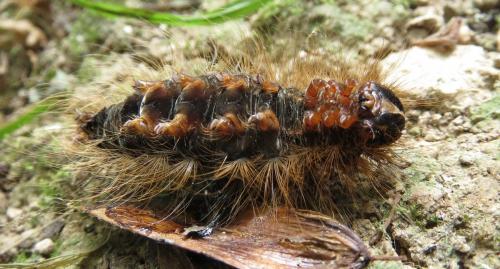 Arctiinae