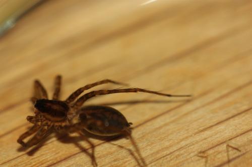 Pardosa monticola