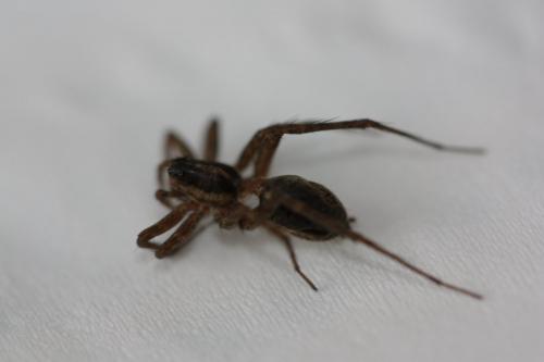 Pardosa monticola