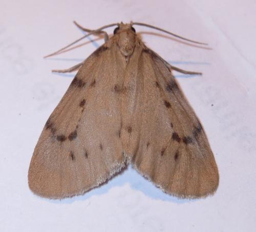 Paidia rica