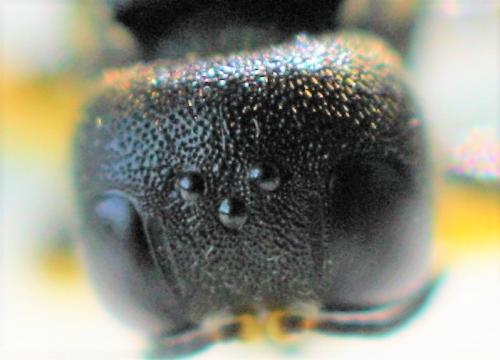Lestica clypeata