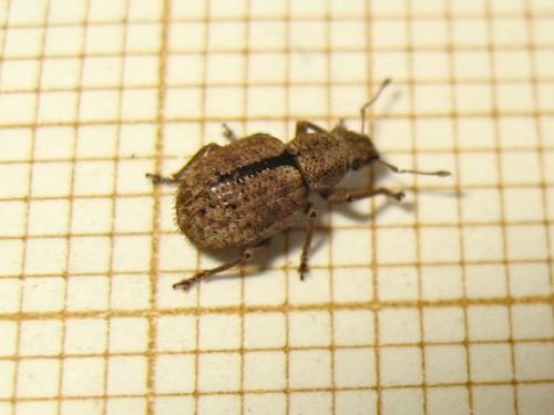 Réf. 209 580 : Strophosoma melanogrammum