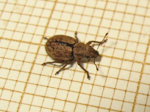 Réf. 209 581 : Strophosoma melanogrammum